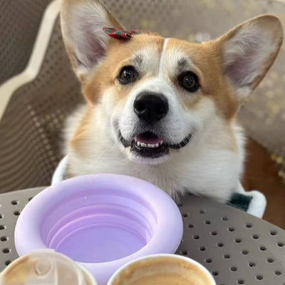 Collapsible Dog Bowl – Portable Silicone Travel Bowl, 500 ml