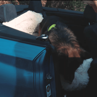 Pet Travel Bed Memory Foam Cushion Seat